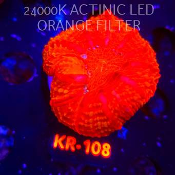 Cynarina Lacrymalis ULTRA RED Australia (13.02.2026) KR-108  6cm