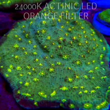 C.D. Mycedium robokaki GREEN FLARE  4cm