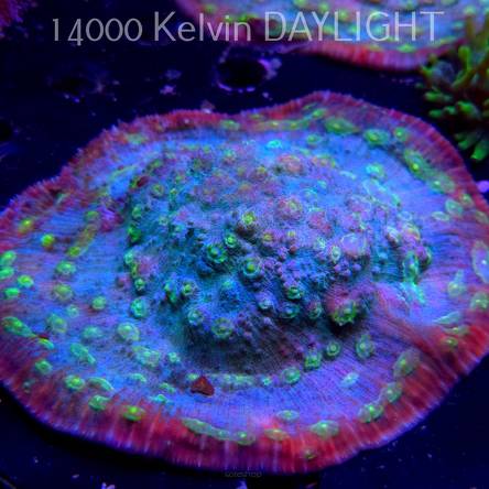 Mycedium robokaki GREEN FLARE (06.05.2024)  15cm