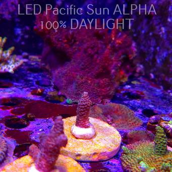 Acropora sp. AUSTRALIA (02.02.2025) L3-III-30  3cm