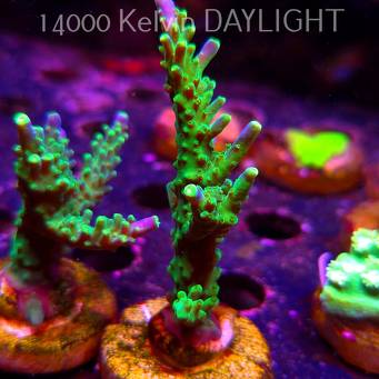 Acropora JMC PRINCESS (07.04.2025) MM6-II-11  8cm