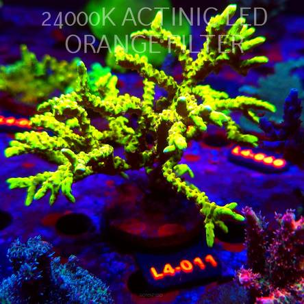 Anacropora WWC SLIMEBALL (07.01.2026) L4-011  13cm