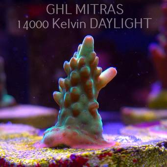 Acropora sp. AUSTRALIA (20.02.2025) L4-I-10  4cm