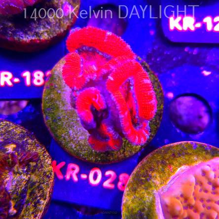 Acanthastrea lordhowensis SUNRISE (01.09.2026) KR-028  4cm