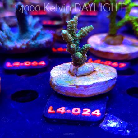 Acropora MILLEPORA SUNSET  (19.05.2026) L4-024  4cm