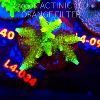 Acropora MILLEPORA SUNSET  (06.01.2026) L4-034  5cm