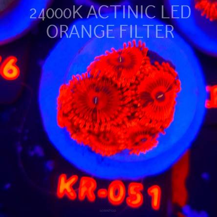 Zoanthus VALENTINES DAY MASSACRE (03.03.2026) KR-051  8P