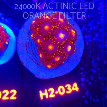 Zoanthus MIAMI BLOW POP (01.12.2025) 15P  H2-034