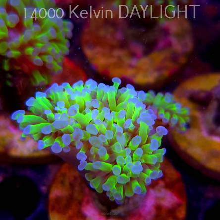 Euphyllia paraancora TOXIC GREEN (01.04.2025)