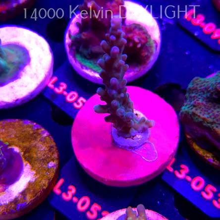 Acropora sp. PREMIUM AUSTRALIA (11.09.2026) L3-052  7cm