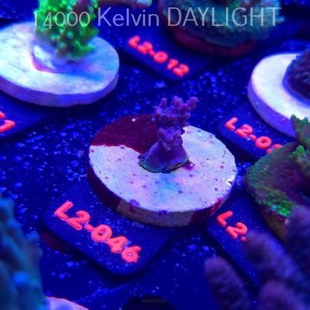 Acropora sp. AUSTRALIA (14.11.2025) L2-046  3cm