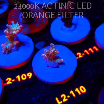 Acropora microclados STRAWBERRY SHORTCAKE CORAL SEA (14.08.2026) L2-110  2cm