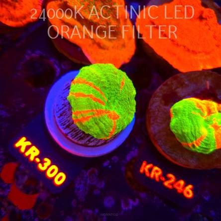  Scolymia Australis BLEEDING APPLE (19.09.2026) KR-300  3cm