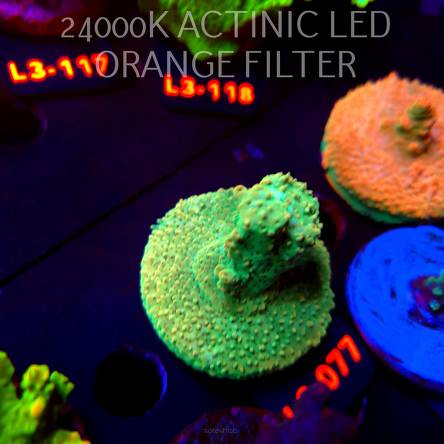 Acropora TG PINK FLOYD ACRO (11.09.2026) L3-077  6cm