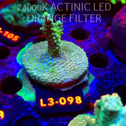 Acropora sp. PREMIUM AUSTRALIA (05.01.2026) L3-098  5cm