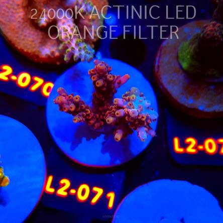 Acropora LORIPES PINK LEMONADE (14.08.2026) L2-071  5cm