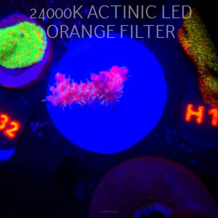 Acropora DENDRUM PINK CONFETTI (20.02.2026)  4cm UNIQUE