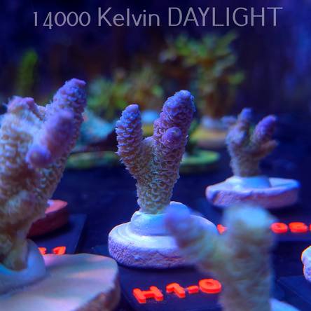 Acropora MILLEPORA RAINBOW (16.10.2025) H1-058  3cm