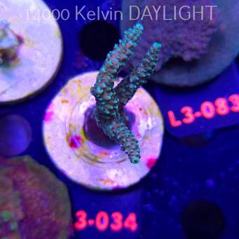 Acropora sp. AUSTRALIA (04.01.2026) L3-034  8cm