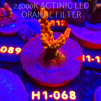 Acropora loripes GOLDEN JAWDROPPER (01.02.2026) H1-068  6cm