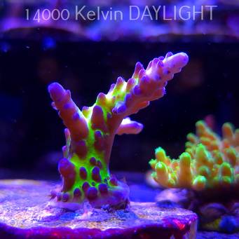 Acropora EC Frankie's Kryptonite (21.06.2025) L4-I-30  5cm