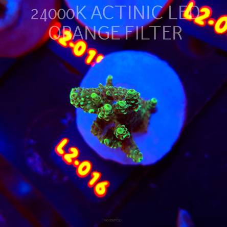 Acropora sp. PREMIUM AUSTRALIA (14.08.2026) L2-016  4cm