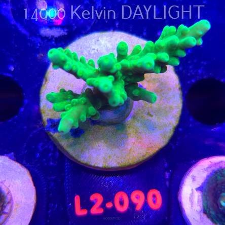 Acropora AUSTERA BANANA (12.11.2025) L2-090  6cm