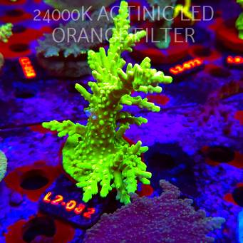 Acropora AUSTERA BANANA (18.03.2026) L2-082  13cm