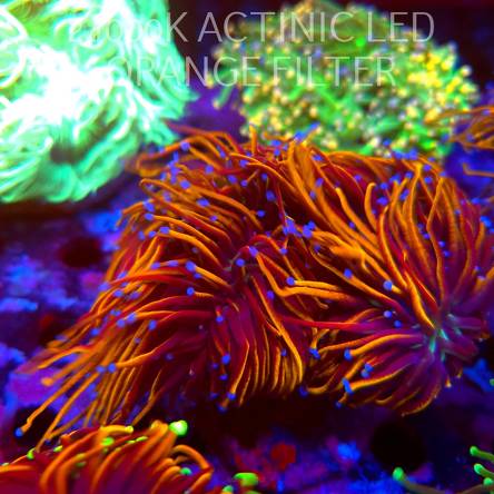 Euphyllia glabrescens Aussie GOLD 24K TORCH (02.10.2026)  XL 7H