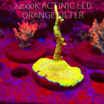 Acropora JMC SPECIAL RED (06.11.2025) MM1-III-13  3cm