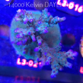 Acropora sp. AUSTRALIA (04.01.2026) L3-021  11cm