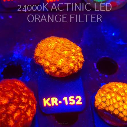 Leptastrea pruinosa JOHN DEERE (14.01.2026) KR-152  3cm