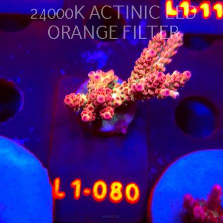 Acropora SELAGO RAINBOW (02.08.2026) L1-080  4cm