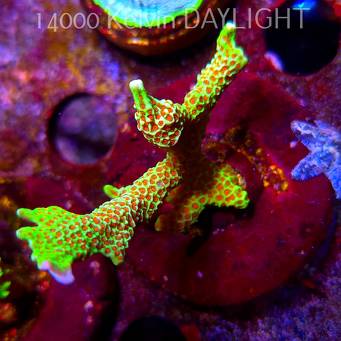 Montipora samarensis BUBBLEGUM (09.05.2025) MM1-I-2  5cm