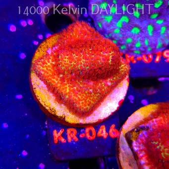 Stylocoeniella JASON FOX BURNING BANANA (20.02.2026) KR-046  5cm