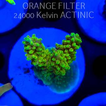 Acropora YELLOW SUNSHINE (20.03.2025) L1-I-29  4cm