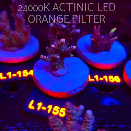 Acropora sp. PREMIUM AUSTRALIA  (01.08.2026) L1-155  6cm