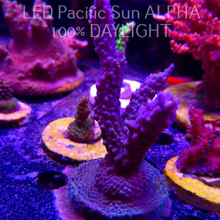 Acropora formosa BLUE JEANS (19.01.2025) L2-II-18  12cm