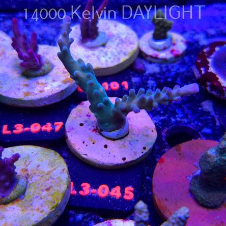 Acropora sp. AUSTRALIA (05.01.2026) L3-045  8cm