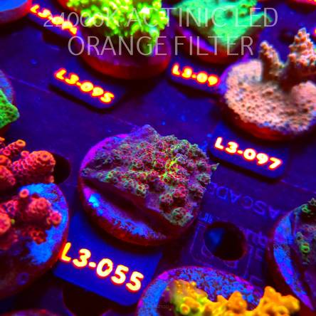 Acropora HYACINTHUS RED PLANET (11.09.2026) L3-055  5cm