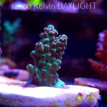Acropora TG PINK FLOYD ACRO (20.03.2025) L1-I-4  4cm