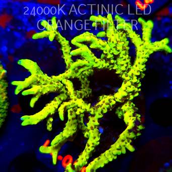 Anacropora WWC SLIMEBALL (05.01.2026) L3-089  8cm