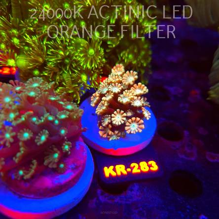 Alveopora ULTRA (19.09.2026) KR-283
