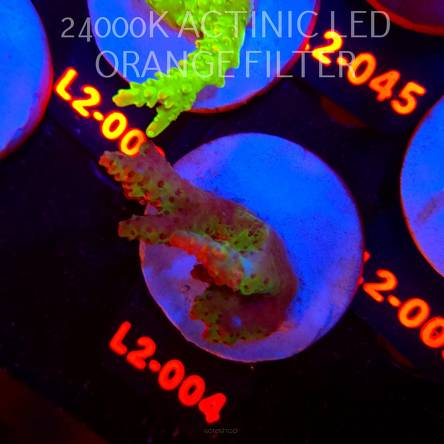 Acropora HYACINTHUS RED PLANET (14.08.2026) L2-087  5cm