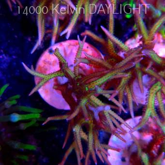 Seriatopora hystrix YELLOW (06.05.2025)  10cm