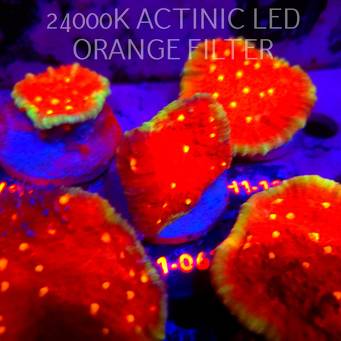 Echinophyllia KISS OF FIRE (11.10.2026) H1-067  4cm