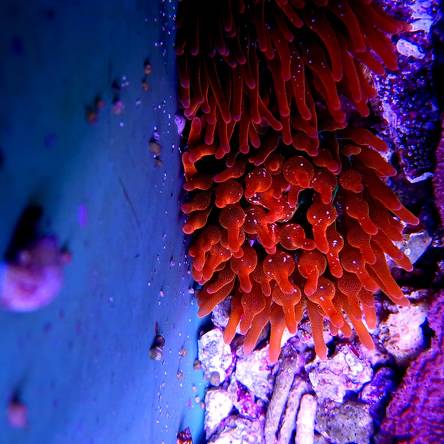 Entacmaea quadricolor RED XL (03.08.2022)