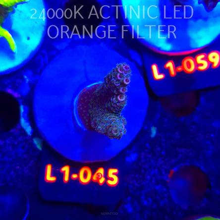 Acropora MILLEPORA PINK (09.10.2025) L1-045  4cm