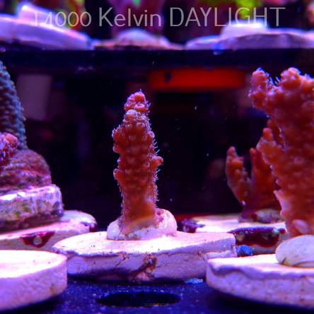 Acropora millepora PINK AUSTRALIA (20.03.2025) L1-I-24  4cm