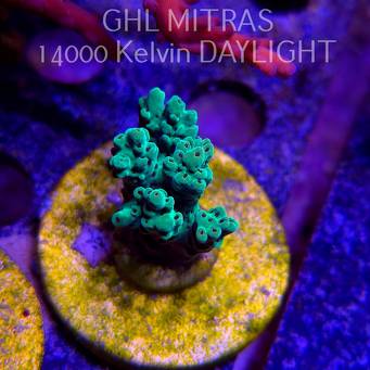 Acropora sp. AUSTRALIA (20.02.2025) L4-I-8  4cm